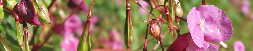 Indisches Springkraut