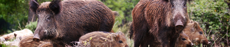 Jagd Wildschweine