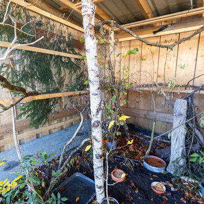 Ein Herz für Wildvögel