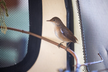 Ein Herz für Wildvögel 
