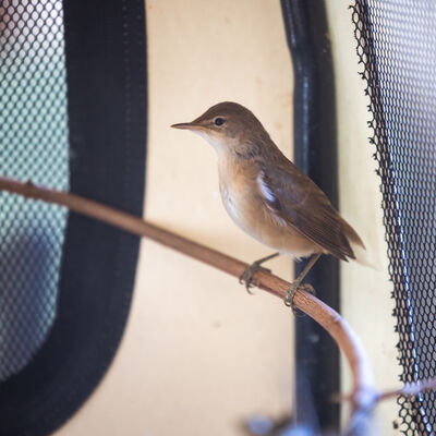 Ein Herz für Wildvögel