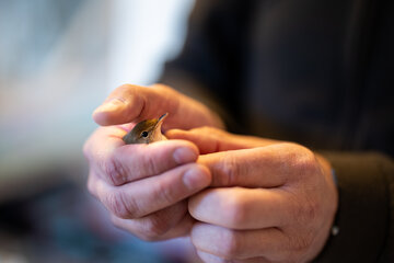 Ein Herz für Wildvögel 