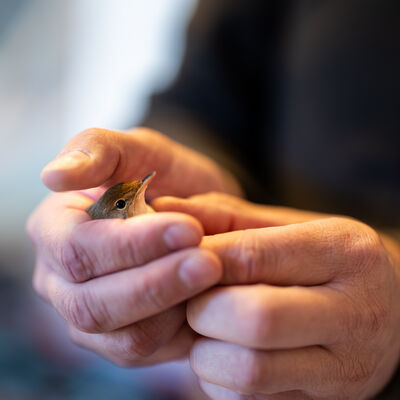 Ein Herz für Wildvögel