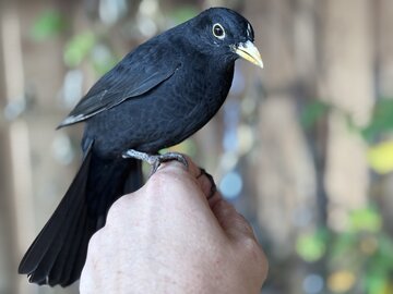 Ein Herz für Wildvögel 