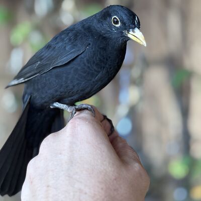 Ein Herz für Wildvögel 