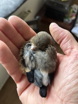 Ein Herz für Wildvögel 