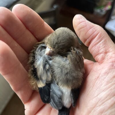 Ein Herz für Wildvögel