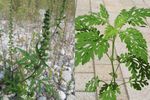 Beifuß-Ambrosie, Beifußblätttriges Traubenkraut (Ambrosia artemisiifolia)